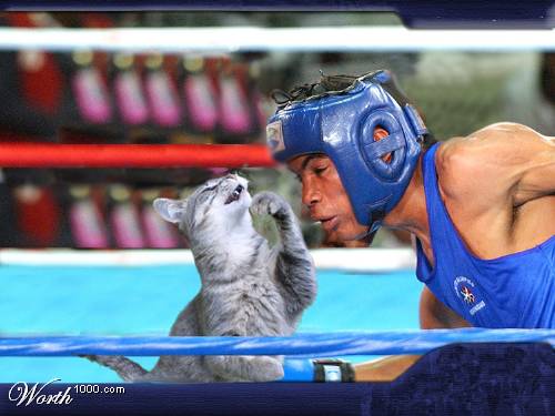 catboxing.jpg